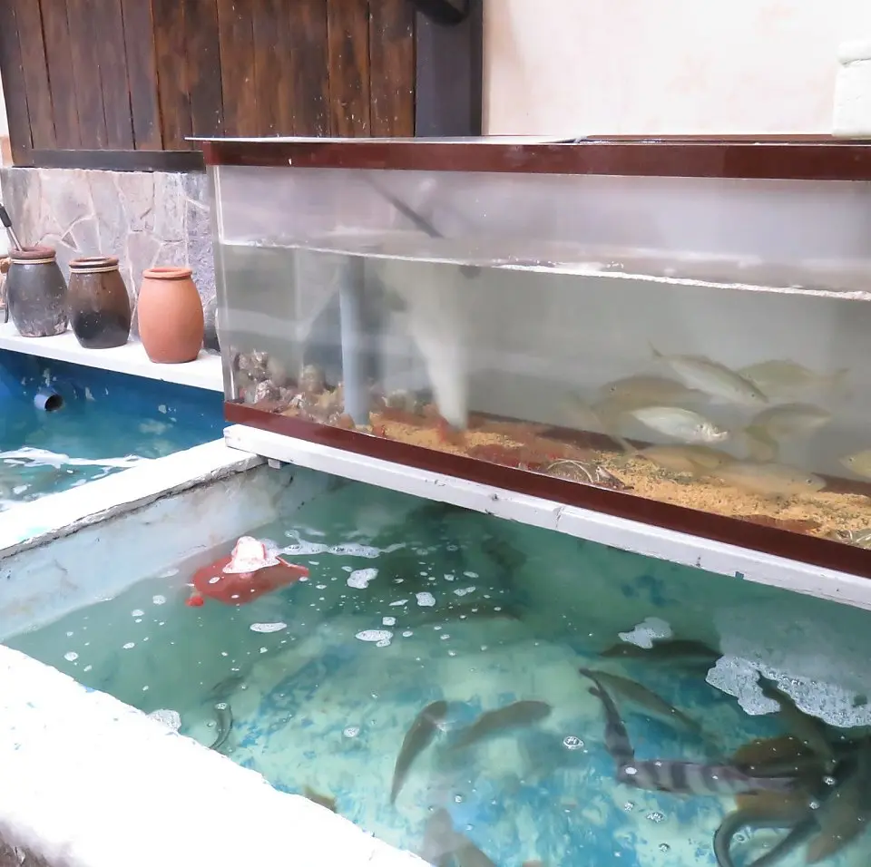 The fish tank inside