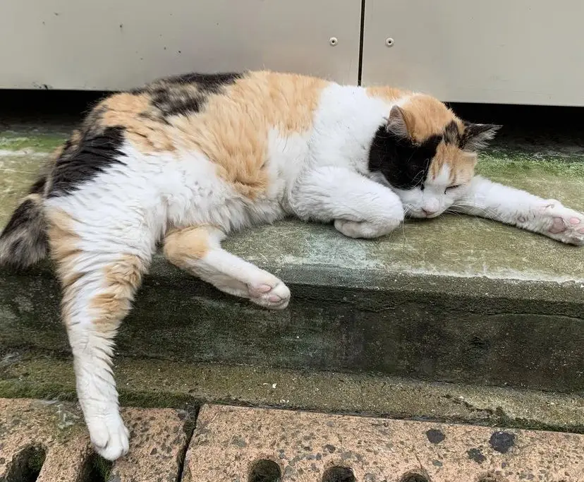 路地の段差の上で眠る三毛猫